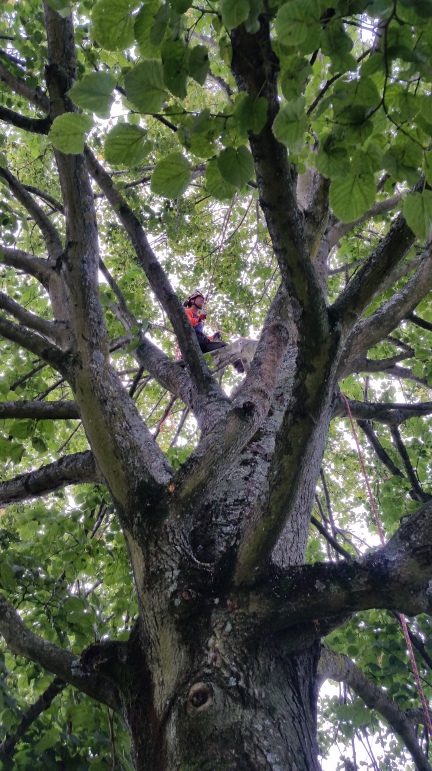 Crown cleaning a Lime tree - Council work in Poole